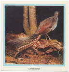 Lyrebird.