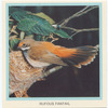 Rufous Fantail.