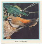 Rufous Fantail.