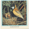 Golden Whistler.
