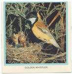 Golden Whistler.