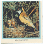 Golden Whistler.