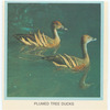 Plumed Tree Ducks.