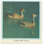 Plumed Tree Ducks.