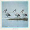 Pelicans.