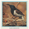 Black Honeyeater.