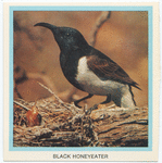 Black Honeyeater.