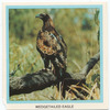 Wedgetailed Eagle.