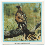Wedgetailed Eagle.