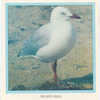 Silver Gull.