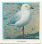 Silver Gull.