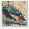 Spotted Pardalote.