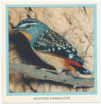 Spotted Pardalote.
