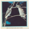 Grey Butcher Bird and young.