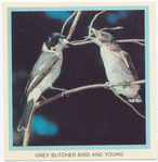 Grey Butcher Bird and young.