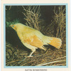Satin Bowerbird.