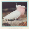 Major Mitchell Cockatoo.
