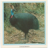 Cassowary.