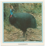 Cassowary.