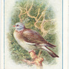 Wood-Pigeon.