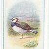 Green Plover.
