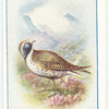 Golden Plover.