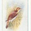Reed Warbler.