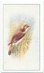 Reed Warbler.