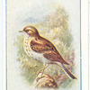 Tree Pipit.