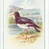 Oyster Catcher.