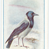 Hooded Crow.
