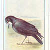 Rook.