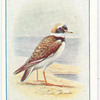 Ringed Plover.
