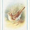 Common Sandpiper.