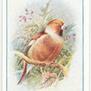 Hawfinch.