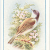 Whitethroat.