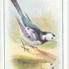 Pied Wagtail.