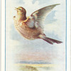 Skylark.