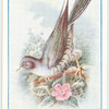 Cuckoo.