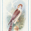 Sparrow-Hawk.
