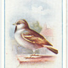 House-Sparrow.