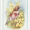 Linnet.