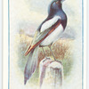 Magpie.