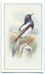 Magpie.