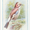 Jay.