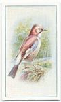 Jay.