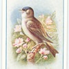 Blackcap.