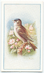 Blackcap.