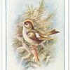 Goldcrest Wren.