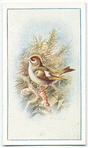 Goldcrest Wren.